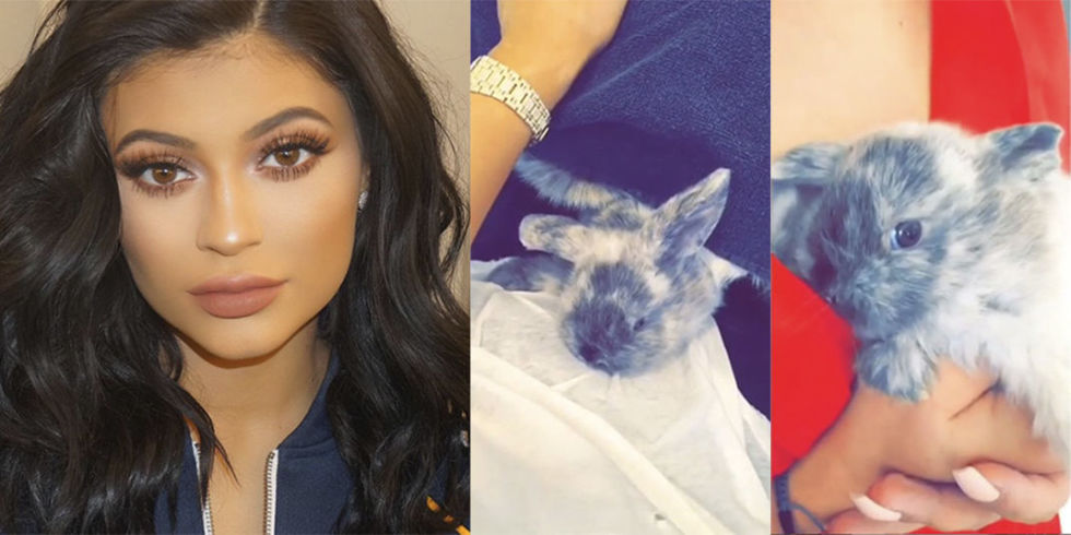 Kylie Jenner's rabbit, кролик Кайли Дженнер