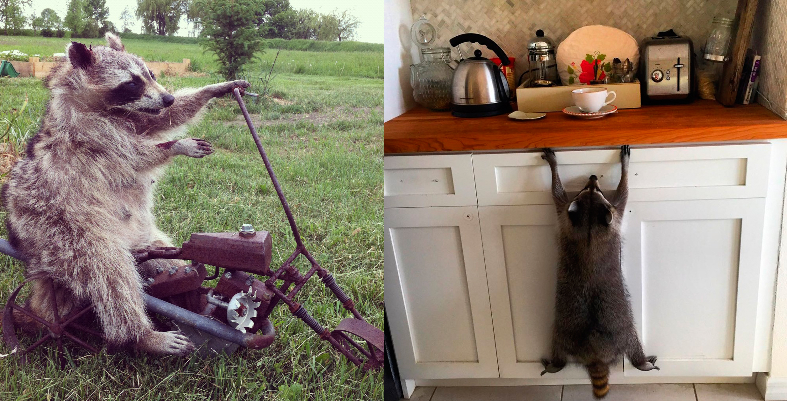 ДИКИЕ ЖИВОТНЫЕ