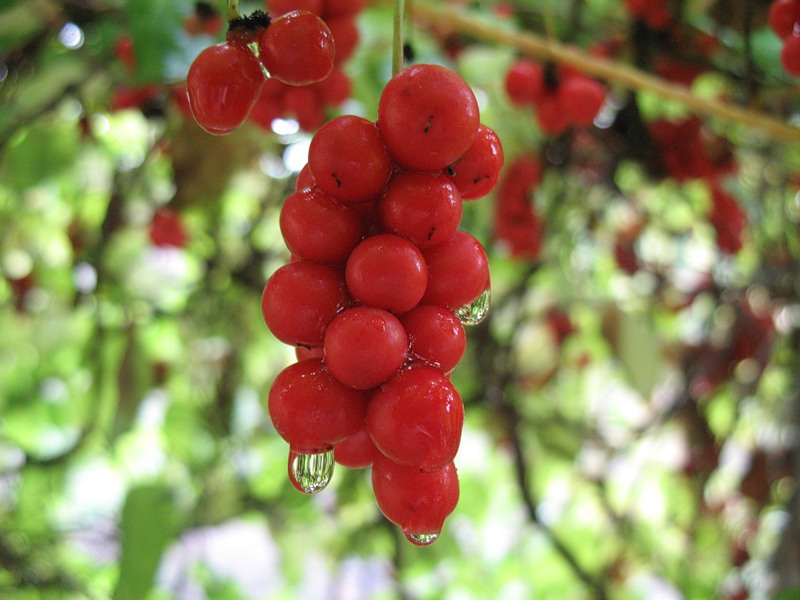 лимонник китайский