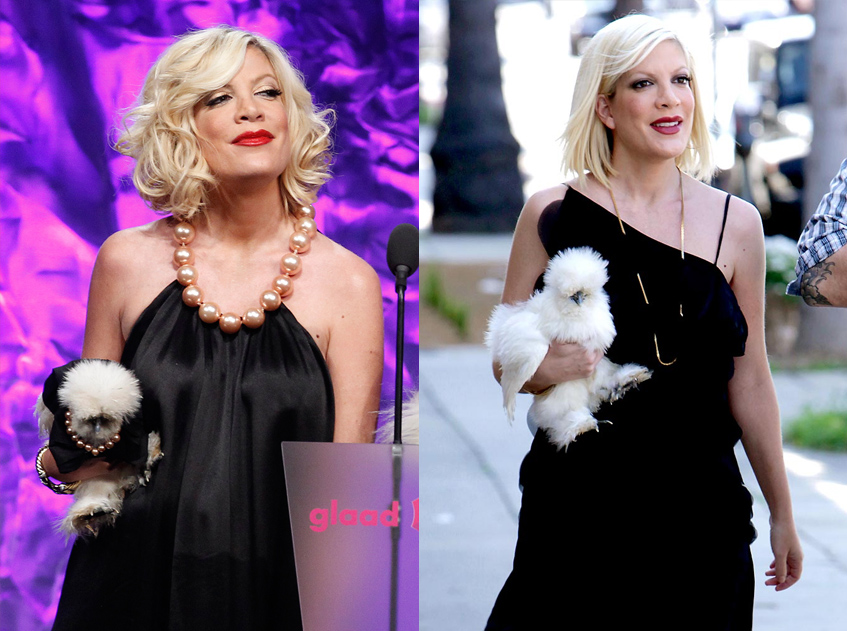 Экзотические животные звезд