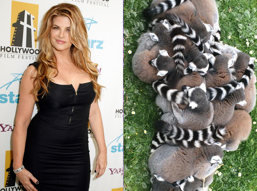 Экзотические животные звезд