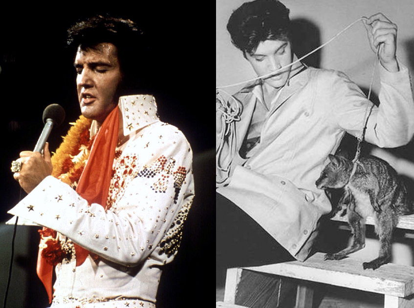 Экзотические животные звезд