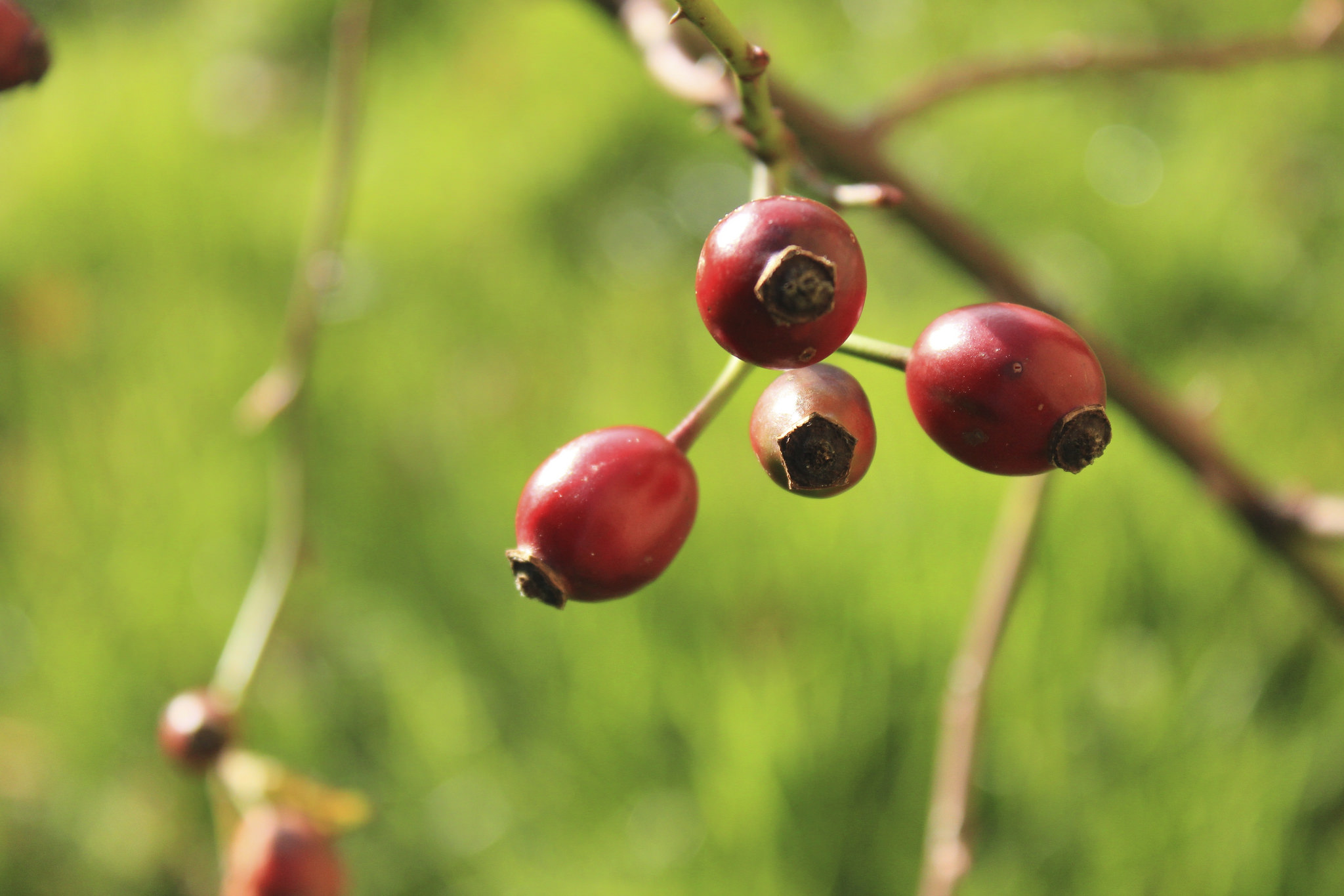 Yarik.OK шиповник