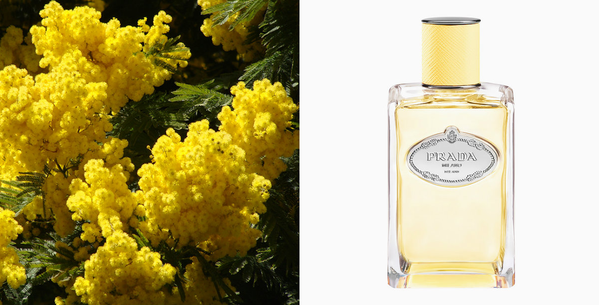 Infusion de Mimosa от Prada