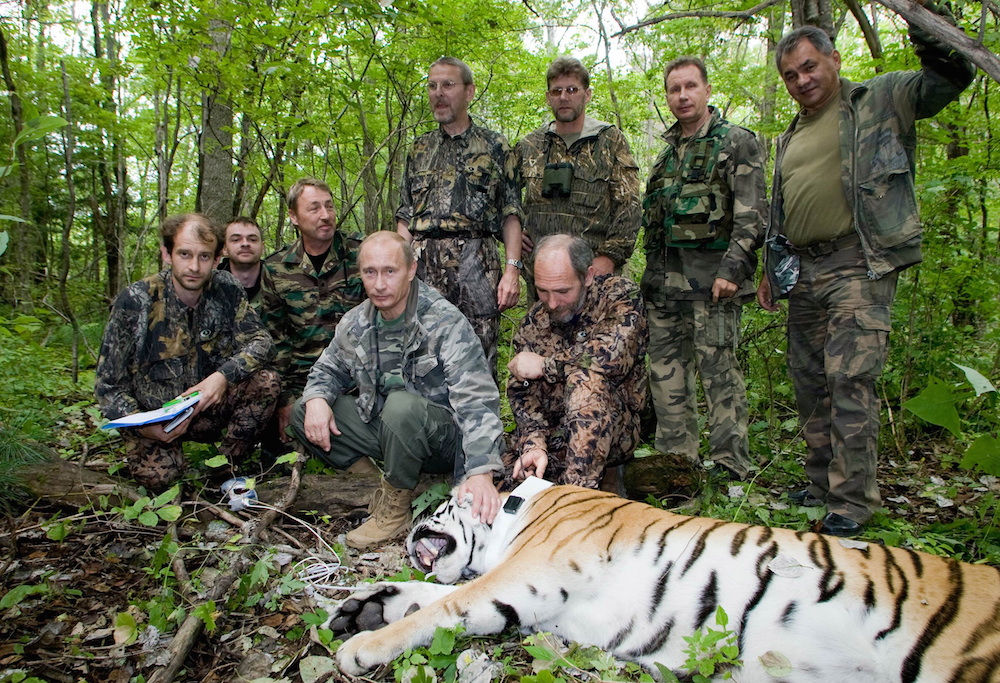 vladimir putin tiger