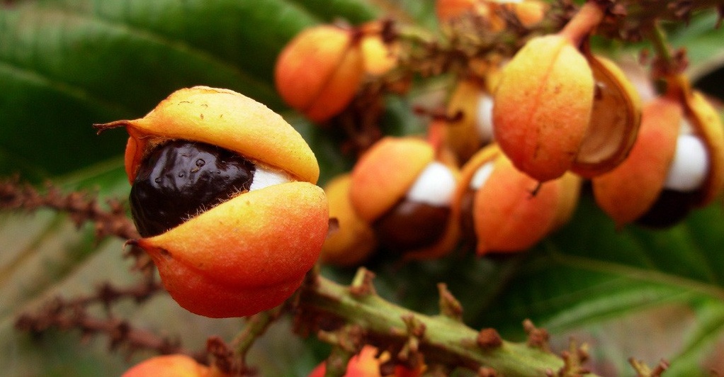 guarana 