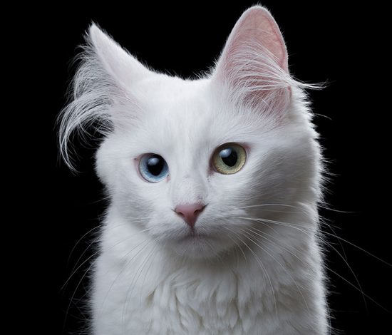 Трогательные коты в фотопроекте «Душа животного»