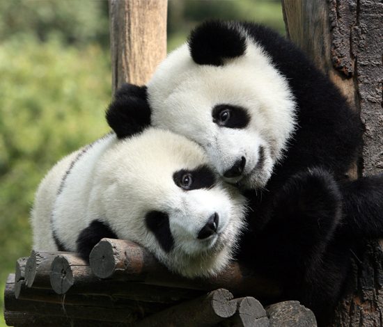 Эти пушистые непоседы сделают твой день добрым