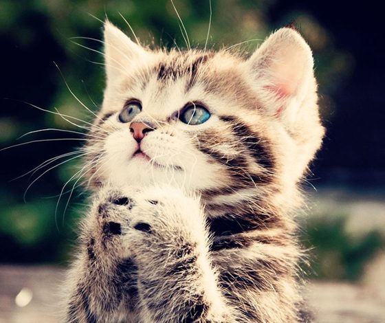 Это заставит тебя улыбаться весь день!