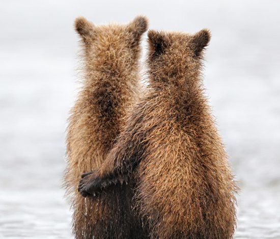 Трогательная дружба медвежонка и волчонка