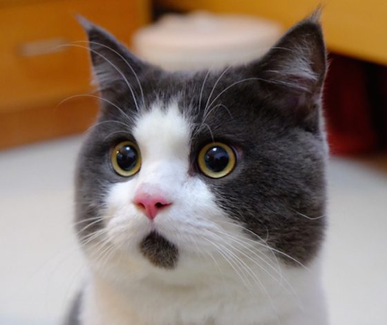 Шокирующий английский: знаешь ли ты перевод этих слов?