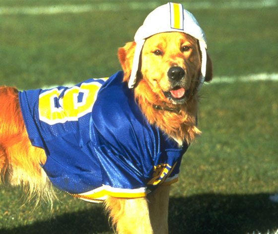 Футболисты спасают собаку прямо во время матча