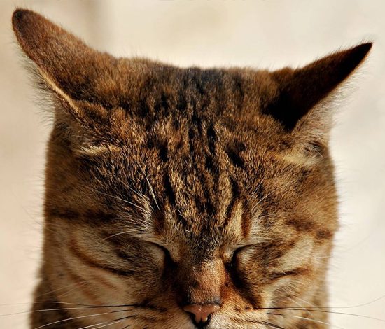 С утра мы все немного коты