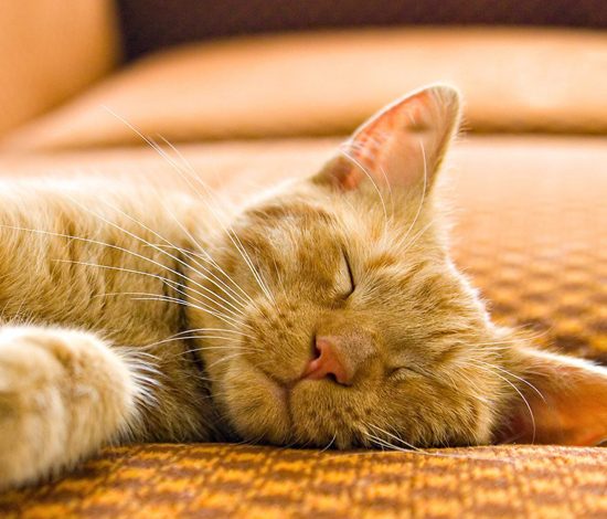 Как кот учился спать в гамаке