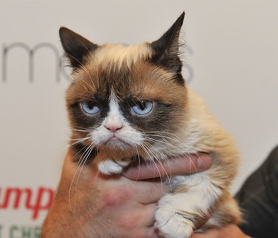 Животные, которые помещаются на ладони