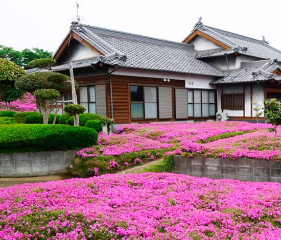 Любящий муж подарил жене миллион цветов