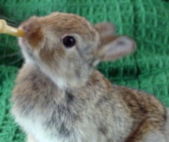 Ветеринары выходили крольчонка