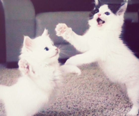 Котята зажигают под ритмы R'n'B