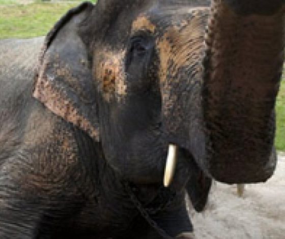 Наука возвращает животных к жизни