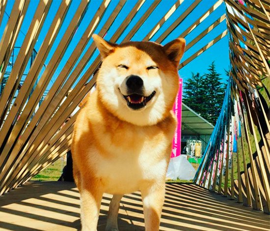 Звезда Instagram: собака породы сиба-ину