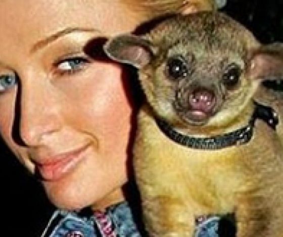 Топ-10 необычных животных знаменитостей