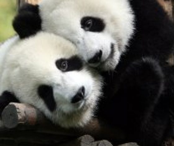 Мама панда укладывает спать малыша