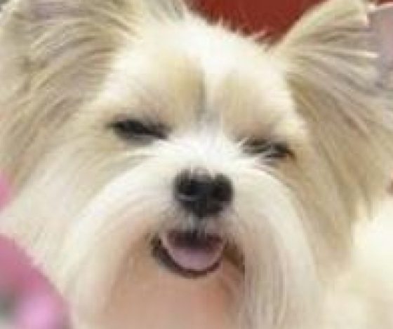 Где сделать тюнинг твоей собаке