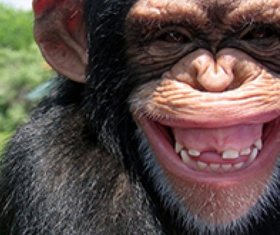 10 фактов о банане