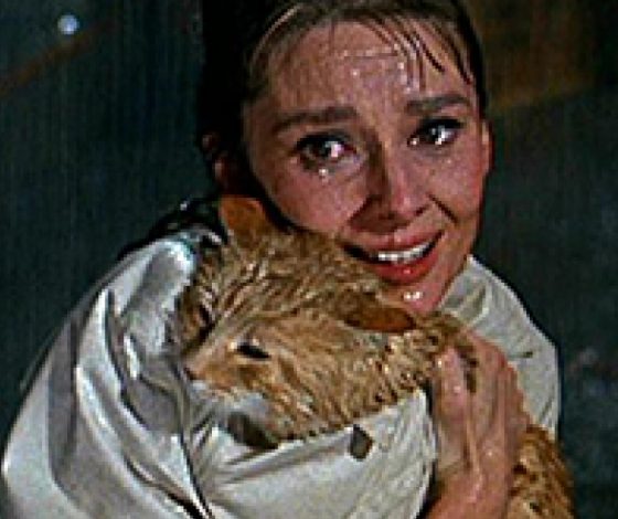 Как пристроить бездомного котенка в хорошие руки