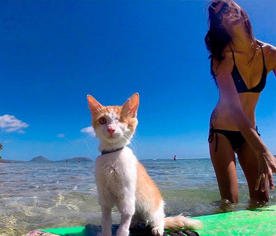 Одноглазый кот занимается серфингом на Гавайях