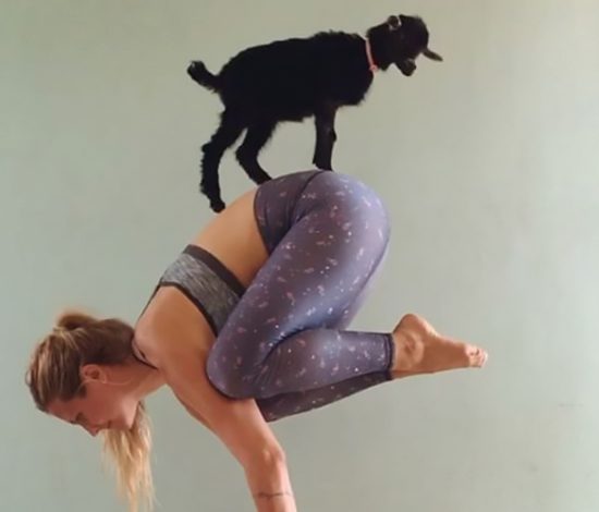 Девушка и ее козочка вместе занимаются йогой