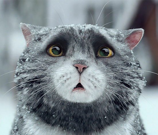 Как кот чуть не украл Рождество