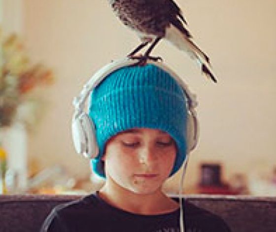 Спасенная сорока стала членом семьи