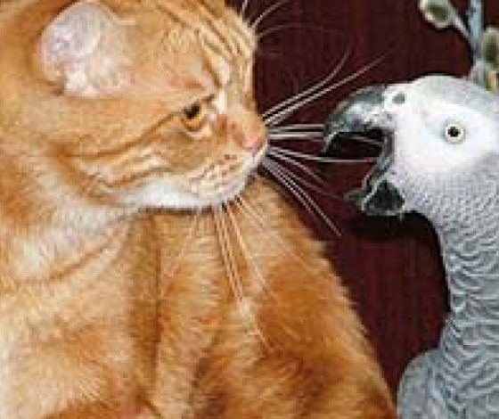 Наглый попугай и терпеливый кот