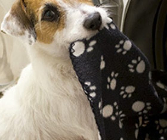 Идеальная собака