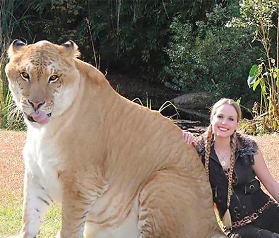 Удивительные гибриды животных, в которые трудно поверить