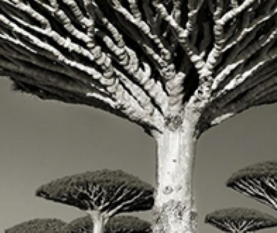 Необычные фотографии деревьев