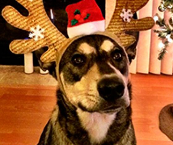 13 собак и 1 кот встречают Рождество