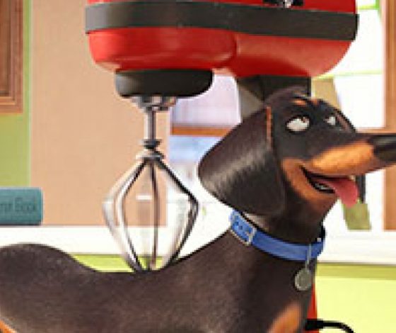 Чем заняты наши домашние любимцы, когда мы не дома