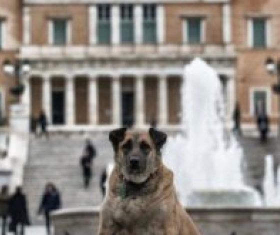 Дворняги в Афинах