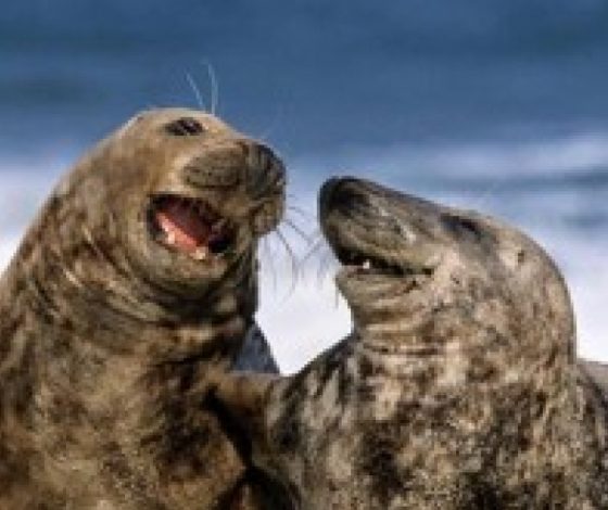 25 фотографий смеющихся тюленей