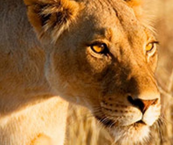 Неожиданное завершение охоты