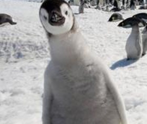 Видеохит YouTube!