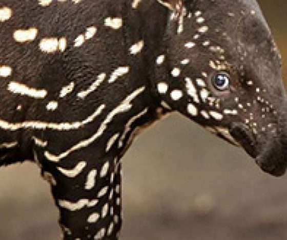 Необычные животные мира: часть первая