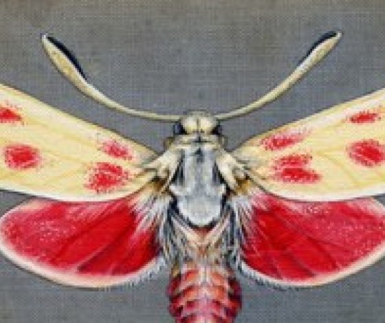 Рисунки бабочек на старинных обложках