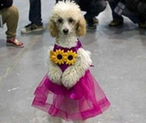 Звезда Интернета - собака с модельной походкой