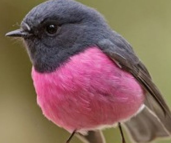 Удивительные краски животного мира