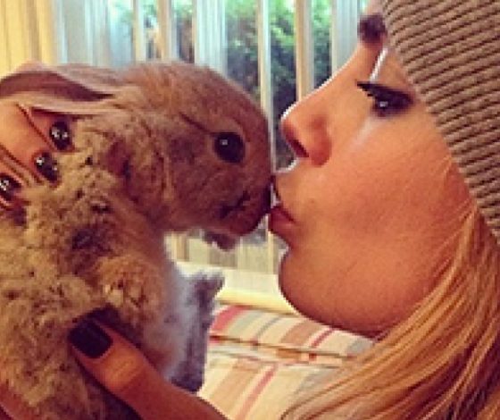 Каких животных выбирают звезды?