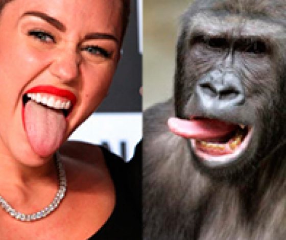 На каких животных похожи звезды