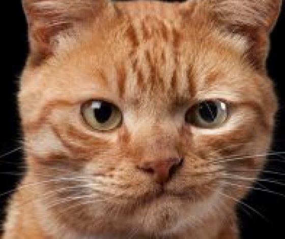 Животные с характером